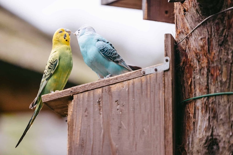 インコらぶ