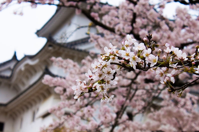 姫路城と桜